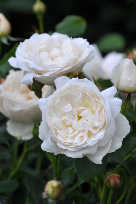 ġۥХ ꥢॢɥ㥵 ͢ 7ȭʡӿ建 ϿʼϡER-Y