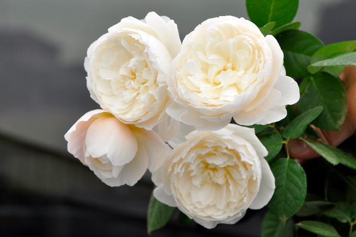 ġۥХ ꥢॢɥ㥵 ͢ 7ȭʡӿ建 ϿʼϡER-Y