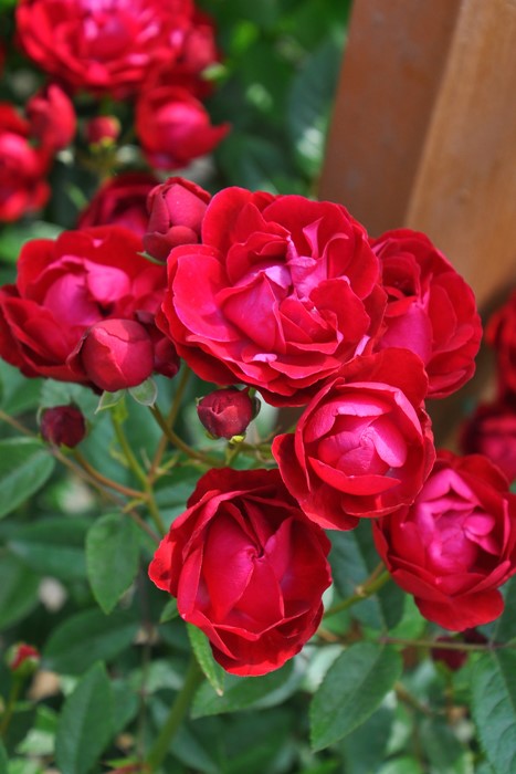 ġۥХ 礯ڹȶ̡  6ȭʡηʼϡOM-ZEN