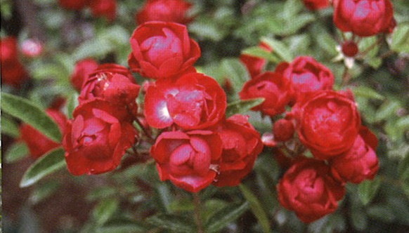 ġۥХ 礯ڹȶ̡  6ȭʡηʼϡOM-ZEN