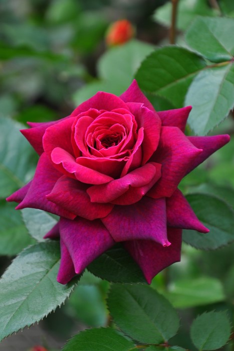 �Х��ġ����ġۥ��ץ��������� ���� 6��ȭ�����ʡ����ӿ建�� ��Ͽ�ʼ�ϡ�IR-IRO3��