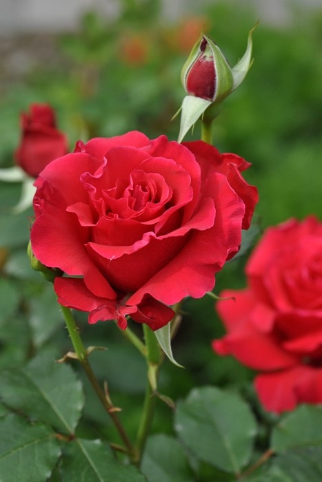 大苗 バラ苗 ミカエル Hs赤 国産苗 6号鉢植え品 即納 農林水産省 登録品種 Han Hs ブランドで選ぶバラ 河本バラ園 作出 バラの家 公式本店 ロサオリエンティス