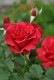 �ڥ若��ۡ����ġۥХ��� �ߥ����� ���� 6��ȭ�����ʡ����ӿ建�� ��Ͽ�ʼ�ϡ�Han-HS�� ���ָ���