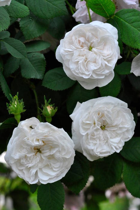 ���ߵ����ġۥХ��� �ޥ��ॢ��ǥ��ڥޥ���ϡ��ǥ��� ���� 6��ȭ�����ʡ�J-OC10��