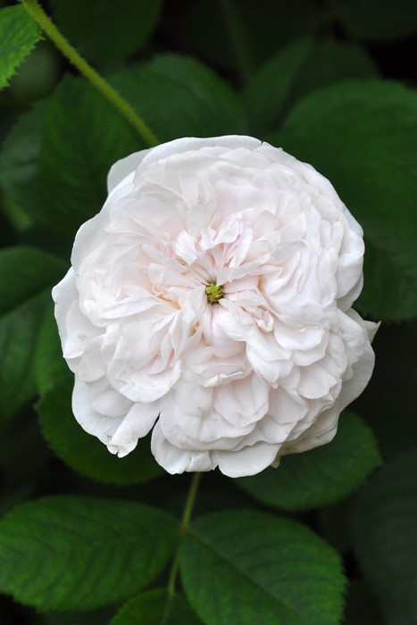 ���ߵ����ġۥХ��� �ޥ��ॢ��ǥ��ڥޥ���ϡ��ǥ��� ���� 6��ȭ�����ʡ�J-OC10��