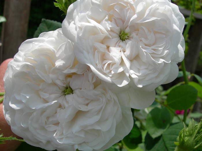 ���ߵ����ġۥХ��� �ޥ��ॢ��ǥ��ڥޥ���ϡ��ǥ��� ���� 6��ȭ�����ʡ�J-OC10��