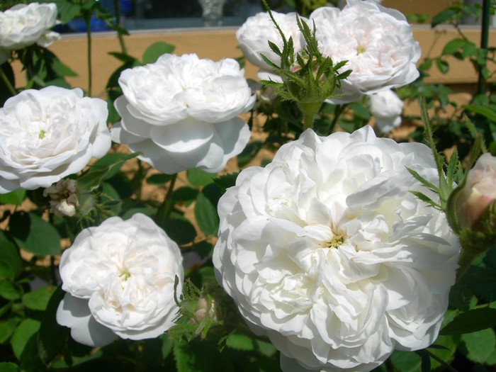 ���ߵ����ġۥХ��� �ޥ��ॢ��ǥ��ڥޥ���ϡ��ǥ��� ���� 6��ȭ�����ʡ�J-OC10��