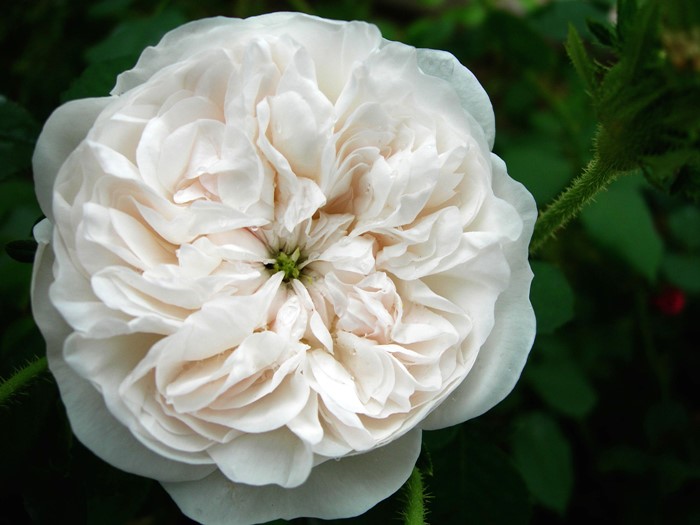 ���ߵ����ġۥХ��� �ޥ��ॢ��ǥ��ڥޥ���ϡ��ǥ��� ���� 6��ȭ�����ʡ�J-OC10��