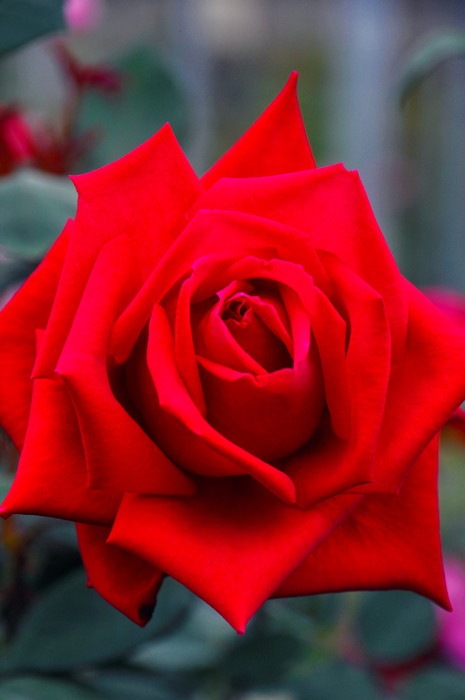 �����ġۥХ��� ���ꥹ�����ǥ������� ���� 6��ȭ�����ʡ�J-HT20��