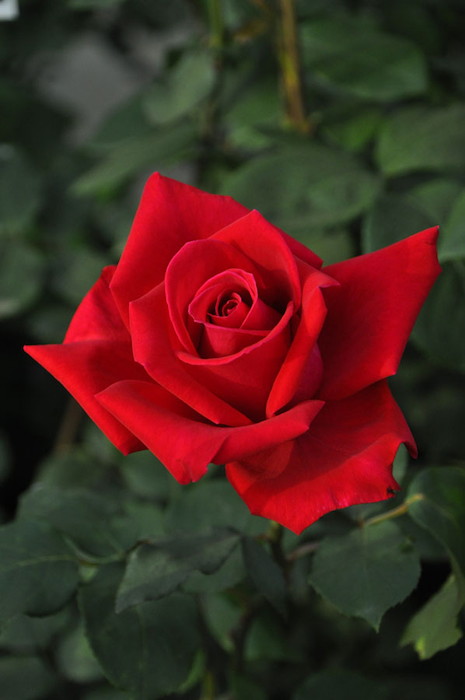 �����ġۥХ��� ���ꥹ�����ǥ������� ���� 6��ȭ�����ʡ�J-HT20��