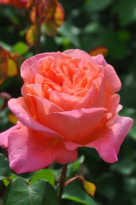 �Х��ġ����ġۥޥɥ⥢����ᥤ���� ���� 6��ȭ�����ʡ����ӿ建�� ��Ͽ�ʼ�ϡ�IR-IRO3��