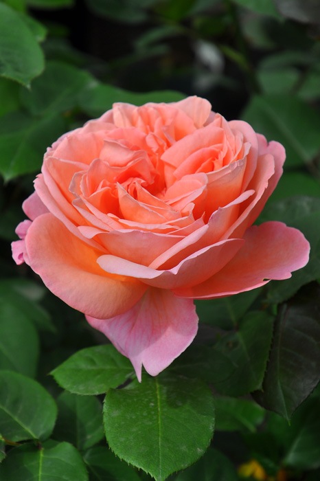 �Х��ġ����ġۥޥɥ⥢����ᥤ���� ���� 6��ȭ�����ʡ����ӿ建�� ��Ͽ�ʼ�ϡ�IR-IRO3��