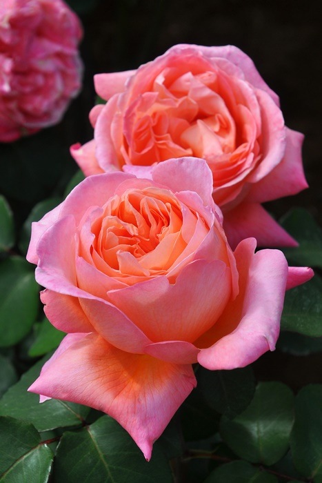 �Х��ġ����ġۥޥɥ⥢����ᥤ���� ���� 6��ȭ�����ʡ����ӿ建�� ��Ͽ�ʼ�ϡ�IR-IRO3��