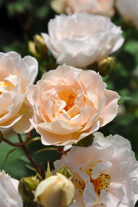 �Х��ġ����ġۥ��ե����� ���� 6��ȭ�����ʡη����ʼ�ϡ�J-RP��