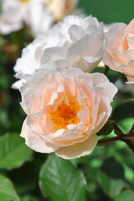 �Х��ġ����ġۥ��ե����� ���� 6��ȭ�����ʡη����ʼ�ϡ�J-RP��