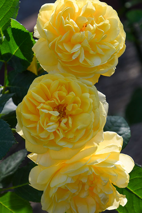 �Х��ġ����ġۥ��ޥ���ϥˡ������������ޤΥס����� ���� 6��ȭ�����ʡ����ӿ建�� �ʼ���Ͽ�д���ϡ�IR-IRO4��