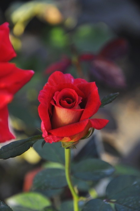 バラ苗 新苗 クレオパトラ Ht赤 国産苗 J Ht すべての商品 バラの家 公式本店 ロサオリエンティス