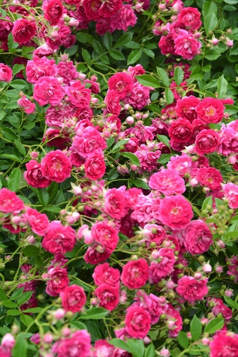 �����ġۥХ��� �����ѡ��������륵 ���� 6��ȭ�����ʡ�J-CL20��