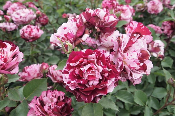 �Х��ġ����ġۥ˥塼���ޥ��� ���� 6��ȭ�����ʡη����ʼ�ϡ�Han-DOR��