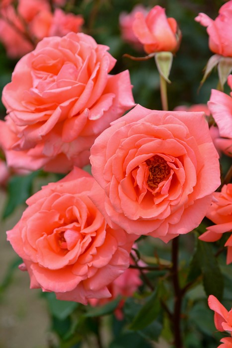 Хġġۥϡˡ  6ȭʡJ-HT20