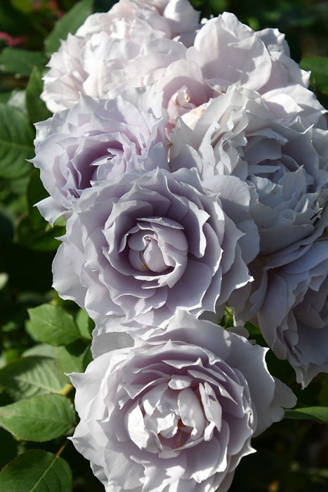 �Х��ġ����ġۥ����쥹�ƥ����� ���� 6��ȭ�����ʡ����ӿ建�� �ʼ���Ͽ�д���ϡ�J-RP��