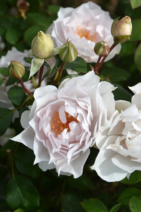 �Х��ġ����ġۥ����쥹�ƥ����� ���� 6��ȭ�����ʡ����ӿ建�� �ʼ���Ͽ�д���ϡ�J-RP��