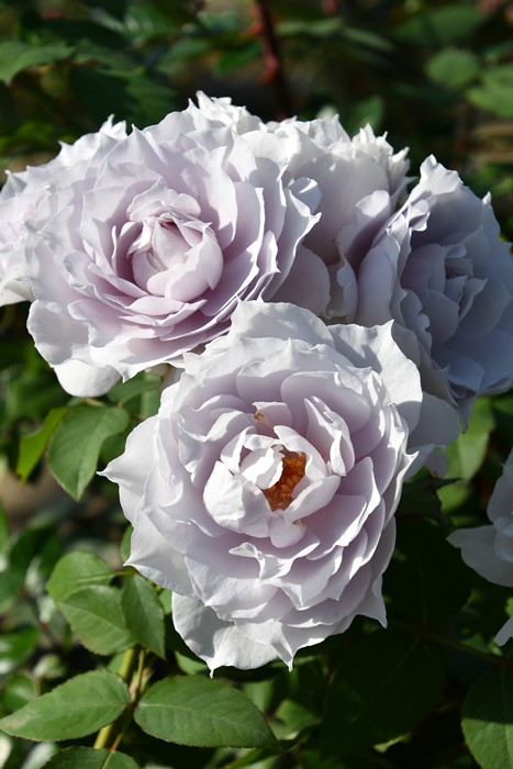 �Х��ġ����ġۥ����쥹�ƥ����� ���� 6��ȭ�����ʡ����ӿ建�� �ʼ���Ͽ�д���ϡ�J-RP��