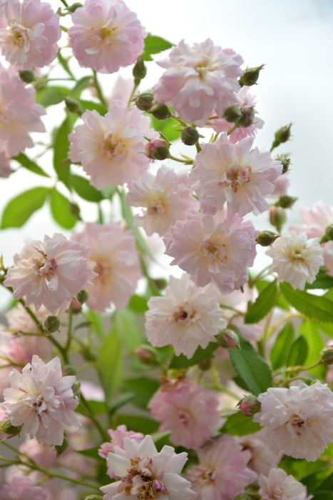 �����ġۥХ��� �֥꡼���ѥ�ե��� ���� 6��ȭ�����ʡη����ʼ�ϡ�Kb-BRN��