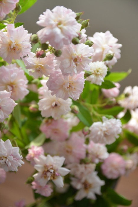 �����ġۥХ��� �֥꡼���ѥ�ե��� ���� 6��ȭ�����ʡη����ʼ�ϡ�Kb-BRN��