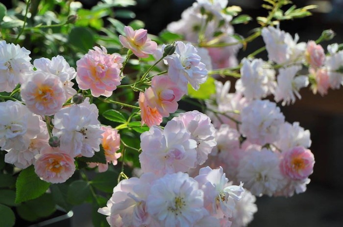 �����ġۥХ��� �֥꡼���ѥ�ե��� ���� 6��ȭ�����ʡη����ʼ�ϡ�Kb-BRN��