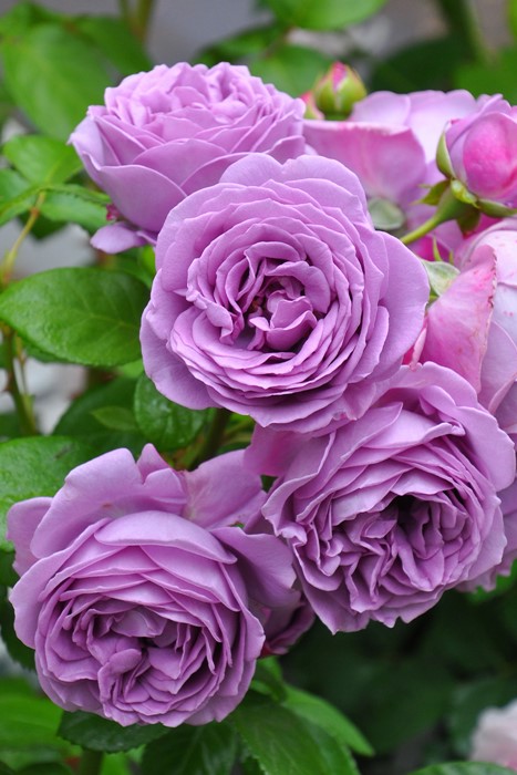 Хġڿġۥ֥롼 ġӿ建 ϿʼϡJ-IRM3