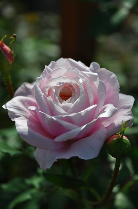 ���ߵ����ġۥХ��� ����2014 ���� 6��ȭ�����ʡη����ʼ�ϡ�JB-YR��