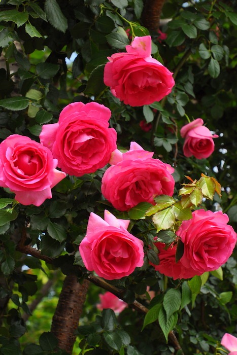 Хġڿġۥݡޥƥ ġηʼϡKMG-KMG