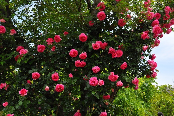 Хġڿġۥݡޥƥ ġηʼϡKMG-KMG