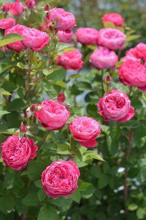 ġۥХ ǥߥ  6ȭʡηʼϡKb-BRN