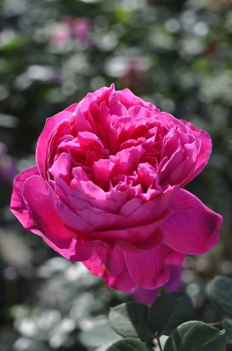 ġۥХ ǥߥ  6ȭʡηʼϡKb-BRN