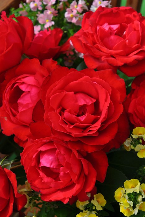 �Х��ġ����ġۥƥ������� ���� 6��ȭ�����ʡ����ӿ建�� �ʼ���Ͽ�д���ϡ�IR-IRO3��