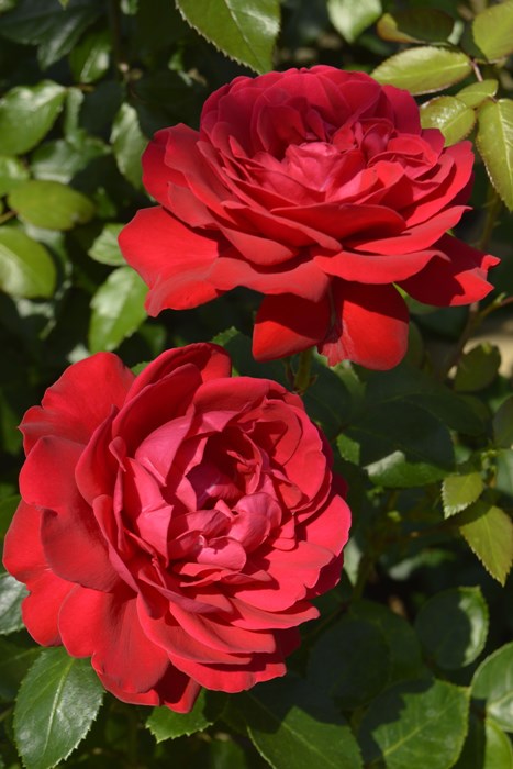 �Х��ġ����ġۥƥ������� ���� 6��ȭ�����ʡ����ӿ建�� �ʼ���Ͽ�д���ϡ�IR-IRO3��