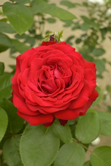 �Х��ġ����ġۥƥ������� ���� 6��ȭ�����ʡ����ӿ建�� �ʼ���Ͽ�д���ϡ�IR-IRO3��