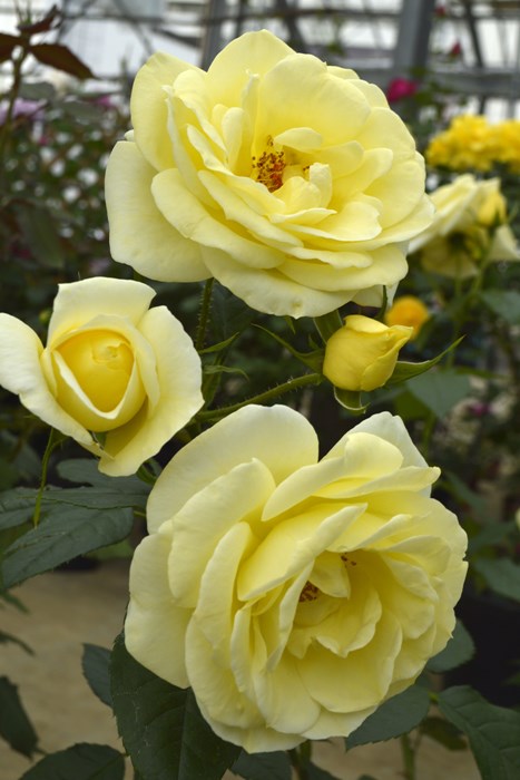 ���ߵ����ġۥХ��� ����ߥʡ��� ���� 6��ȭ�����ʡ����ӿ建�� �ʼ���Ͽ�д���ϡ�IR-IRO3��