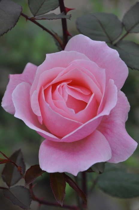 ġۥХ 󥨥ꥶ٥  6ȭʡJ-HT10