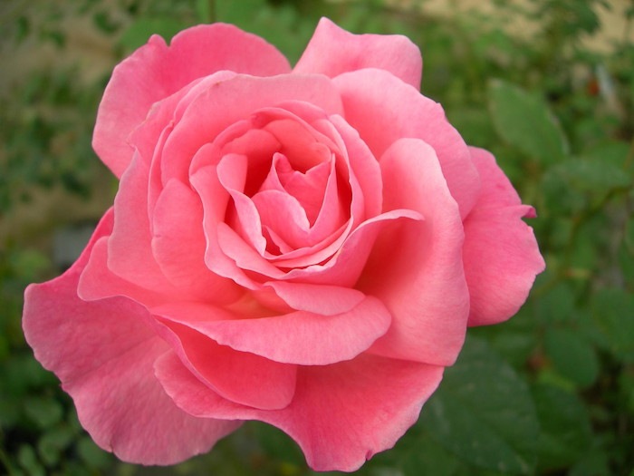 ġۥХ 󥨥ꥶ٥  6ȭʡJ-HT10