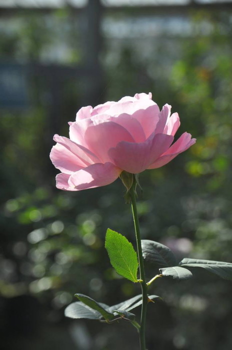 ġۥХ 󥨥ꥶ٥  6ȭʡJ-HT10