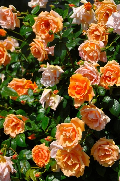 �Х��ġ����ġۥ�����륵�󥻥å� ���� 6��ȭ�����ʡ�J-CL10��