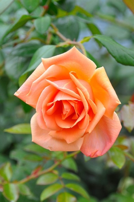 �Х��ġ����ġۥ�����륵�󥻥å� ���� 6��ȭ�����ʡ�J-CL10��