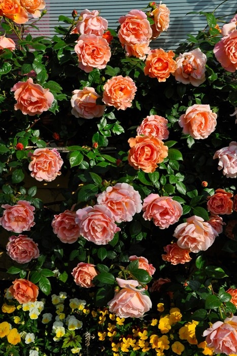 �Х��ġ����ġۥ�����륵�󥻥å� ���� 6��ȭ�����ʡ�J-CL10��