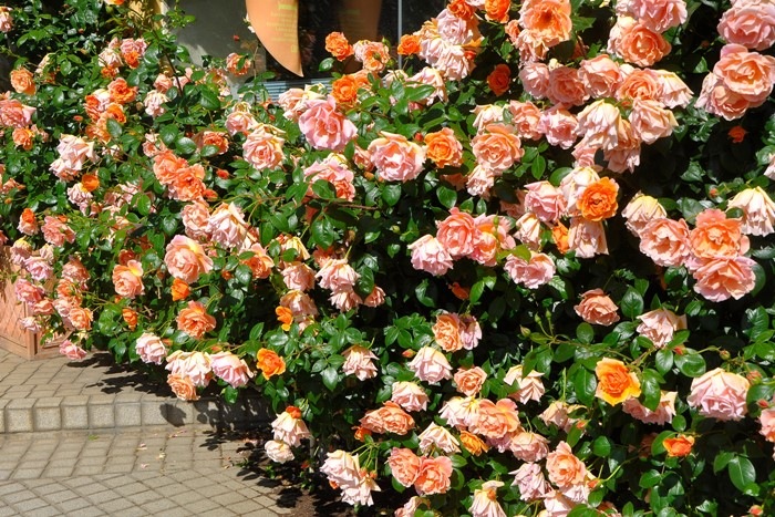 �Х��ġ����ġۥ�����륵�󥻥å� ���� 6��ȭ�����ʡ�J-CL10��