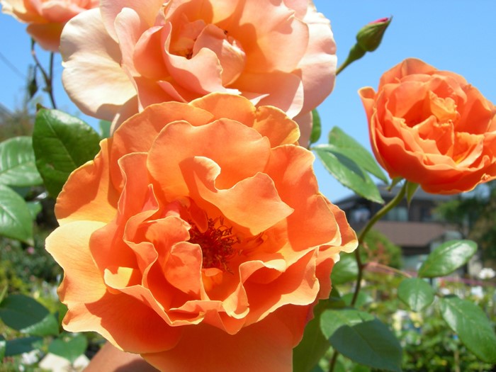 �Х��ġ����ġۥ�����륵�󥻥å� ���� 6��ȭ�����ʡ�J-CL10��