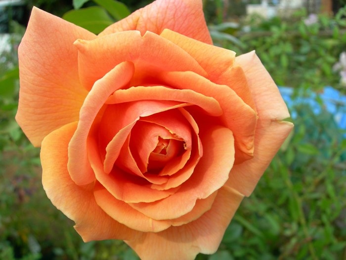 �Х��ġ����ġۥ�����륵�󥻥å� ���� 6��ȭ�����ʡ�J-CL10��