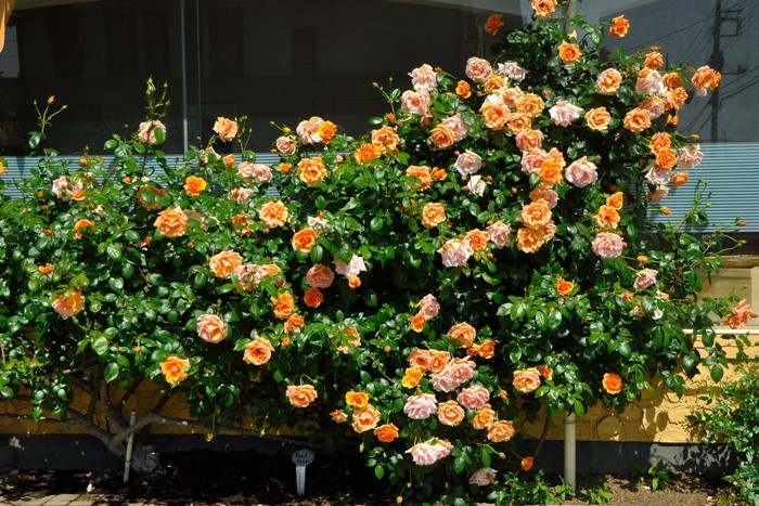 �Х��ġ����ġۥ�����륵�󥻥å� ���� 6��ȭ�����ʡ�J-CL10��